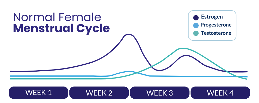 Women's Hormone Cycle