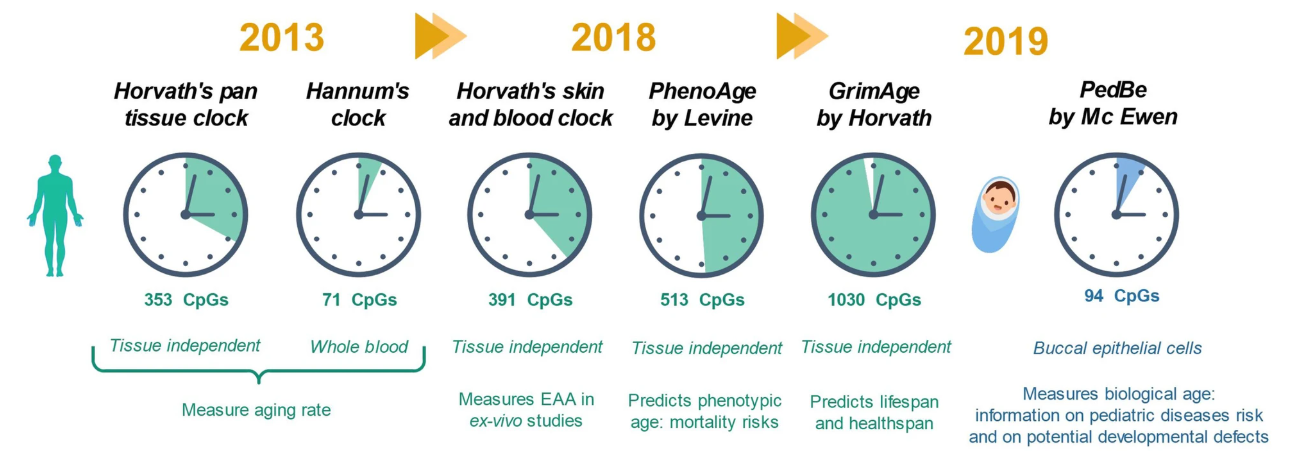 Wandering along the epigenetic timeline