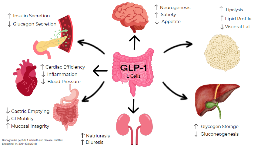 GLP-1 and Gut Health: Addressing Metabolic Dysfunction for Physicians